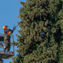 Tree Trimming