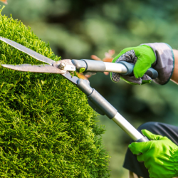 Bushes and Small Plants Trimming