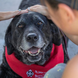 Therapy Dog Program