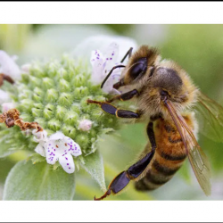 Bee Control