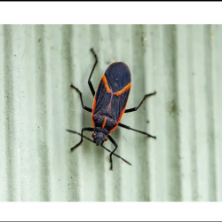 Boxelder Bug Control