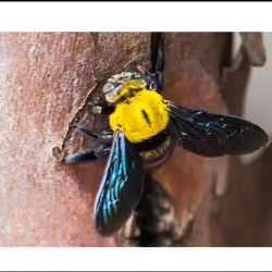 Carpenter Bee Control