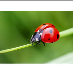 Ladybug Control