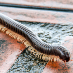 Millipede Control