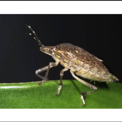 Stink Bug Control