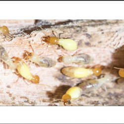 Termite Control