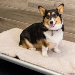 Overnight Dog Boarding Services