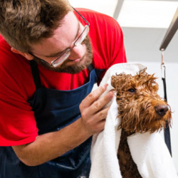 Dog Grooming