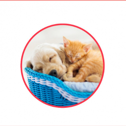 Puppy & Kitten Packages