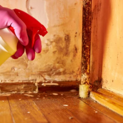 Mold Remediation