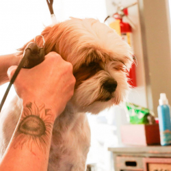 Dog Body Trimming Services
