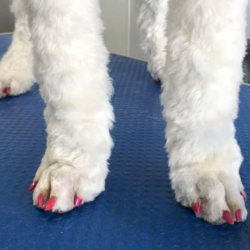 Dogs Nail Trimming Services