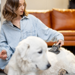 Dog Brushing Services