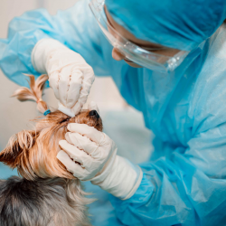 Dog Eye Cleaning Services