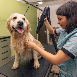 Dog Blow Drying Services