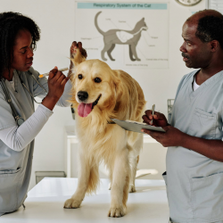 Dog Ear Cleaning Services