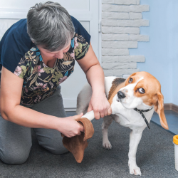 Dog Paw Cleaning Services