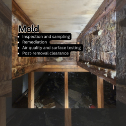 Mold Testing & Remediation