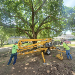 Stump Grinding