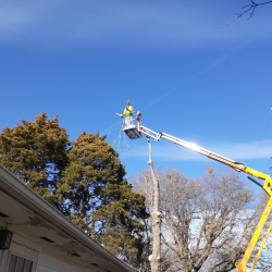 Tree Trimming & Prunning 