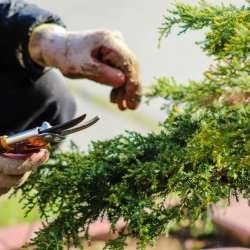 Lawn Maintenance & Care