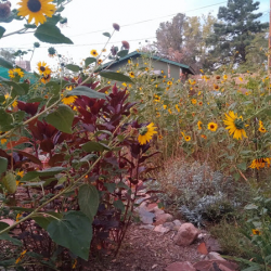 Build a Backyard Habitat on a Budget!