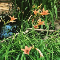 Irrigation Water Audit