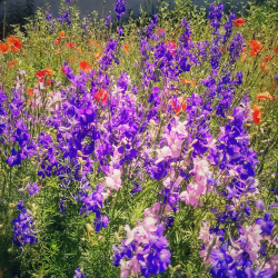 Pollinator Garden Consultation