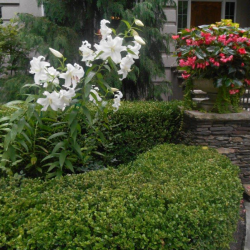 Complete Site Evaluation & Landscape Design