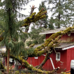 Emergency Tree Services