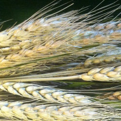  Wheat-Based Products