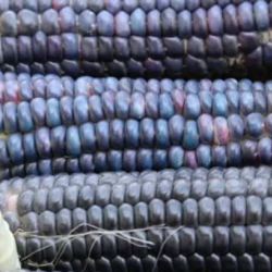  Blue Corn-Based Products