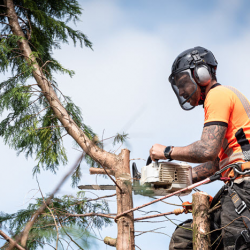 Tree Pruning and Maintenance