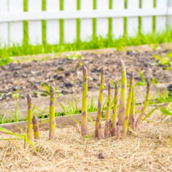 Mulching and Bed Care