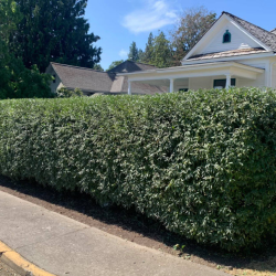 Lawn Mowing and Trimming