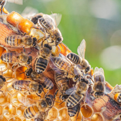 Honey and Beekeeping Supplies