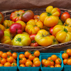 Heritage Heirloom Tomatoes