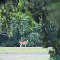 Wildlife Watching