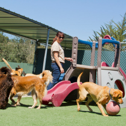 Pet Boarding and Daycare