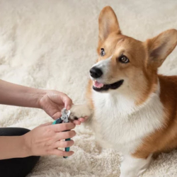 Nail Trimming