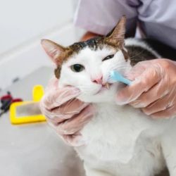 Toothbrushing