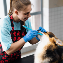 Professional Grooming