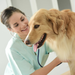 Veterinary Coordination