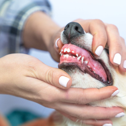 Dental Care