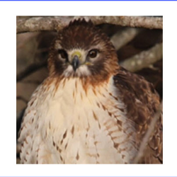 Threatened and Endangered Species Surveys and Management