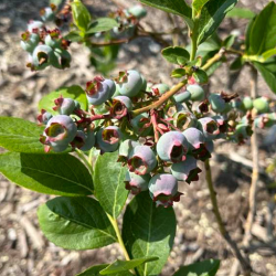  Berry Picking Experience