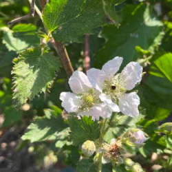 Seasonal U-Pick Flowers