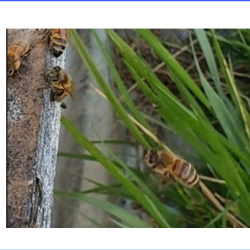 Beekeeping Demonstrations