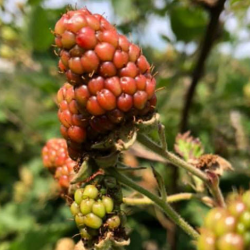 Seasonal Harvest Festivals