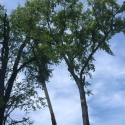 Tree Trimming